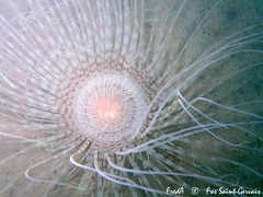 Pachycerianthus solitarius