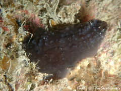 Phallusia fumigata