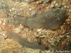 Phallusia fumigata