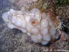 Phallusia mammillata