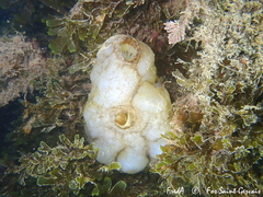 Phallusia mammillata