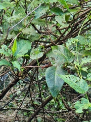 Convolvulus massonii