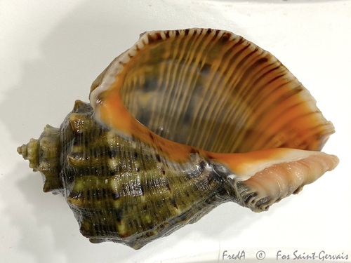 Veined Rapa Whelk