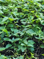 Convolvulus massonii