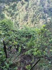 Convolvulus massonii