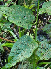 Convolvulus massonii
