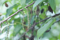 Stachyurus himalaicus