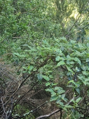 Convolvulus massonii