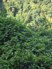 Convolvulus massonii