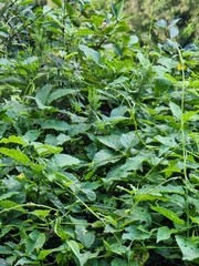 Convolvulus massonii