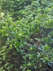 Convolvulus massonii