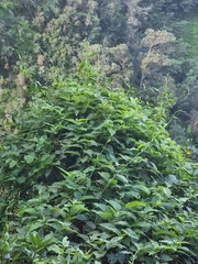 Convolvulus massonii