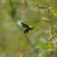 Xylocopa ruficornis