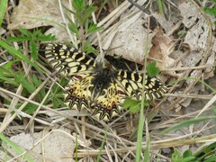 Zerynthia polyxena