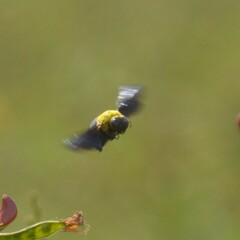 Xylocopa ruficornis
