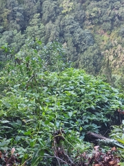 Convolvulus massonii