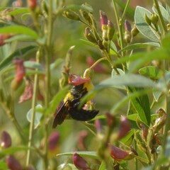 Xylocopa ruficornis