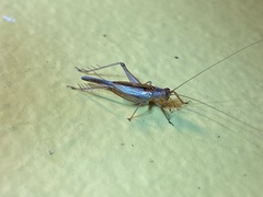 Orthoptera