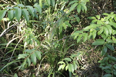 Stachyurus himalaicus