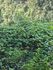 Convolvulus massonii