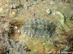 Rhyssoplax olivacea