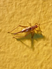 Orthoptera