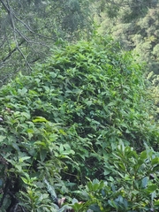 Convolvulus massonii