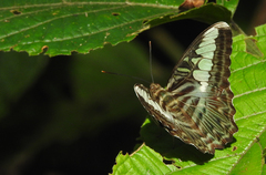 Parthenos sylvia roepstorfii