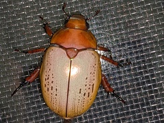 Anoplognathus olivieri