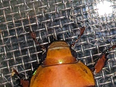 Anoplognathus olivieri