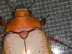 Anoplognathus olivieri