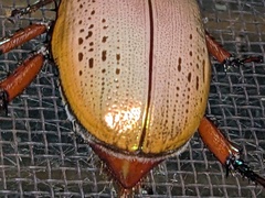 Anoplognathus olivieri