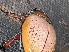 Anoplognathus olivieri