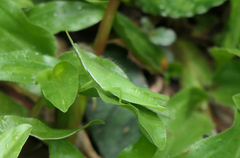 Atractomorpha similis