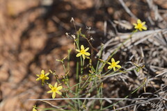 Tricoryne tenella