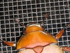 Anoplognathus olivieri