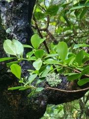 Psidium cattleianum image