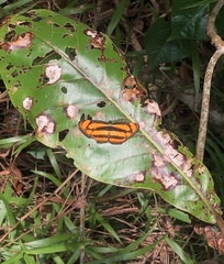 Pantoporia paraka