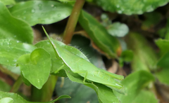 Atractomorpha similis