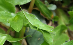 Atractomorpha similis