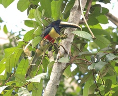 Pteroglossus aracari