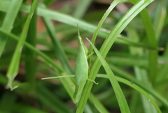 Atractomorpha similis