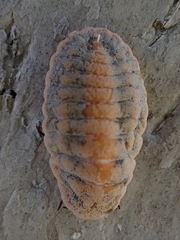 Monophlebulus