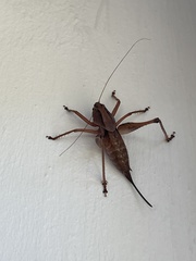 Alfredectes semiaeneus
