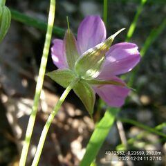 Geranium columbinum