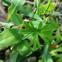 Geranium columbinum