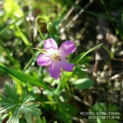 Geranium columbinum