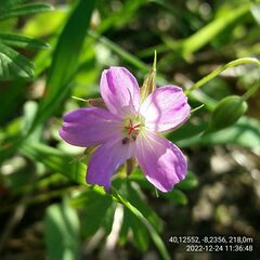 Geranium columbinum