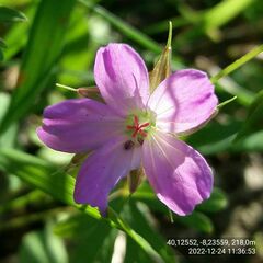 Geranium columbinum
