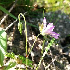 Geranium columbinum